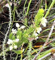Erica physodes