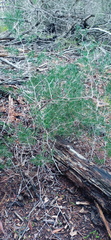 Asparagus lignosus