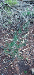 Asparagus lignosus
