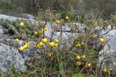 Solanum citrinum