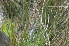 Cordulia aenea aenea