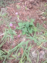 Emilia sonchifolia image