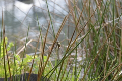 Cordulia aenea aenea