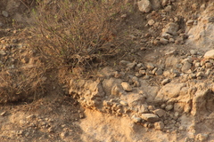 Junco phaeonotus