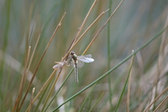 Cordulia aenea aenea