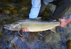 Salvelinus confluentus