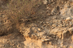 Junco phaeonotus