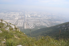 Dasylirion berlandieri