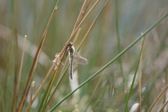 Cordulia aenea aenea