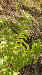 Dryopteris filix-mas