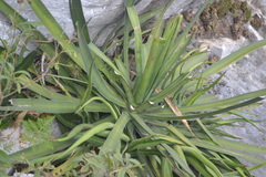 Agave albomarginata
