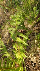 Dryopteris filix-mas