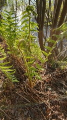 Dryopteris filix-mas