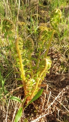 Dryopteris filix-mas