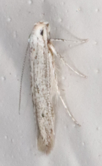 Elachistidae