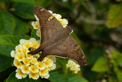 Ectomis octomaculata