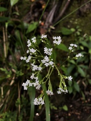 Valeriana hsui