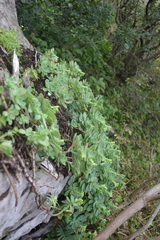 Sedum palmeri