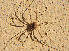 Dasylobus