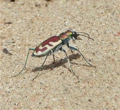 Cicindela lengi