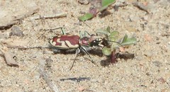 Cicindela lengi