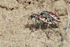 Cicindela lengi