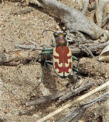 Cicindela lengi