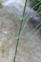 Equisetum myriochaetum