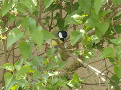 Parus major
