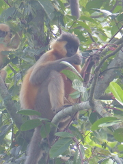 Trachypithecus pileatus