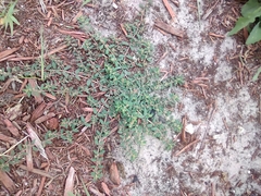 Euphorbia maculata image