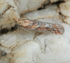 Ancylosis cinnamomella