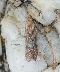Ancylosis cinnamomella