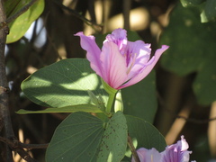 Bauhinia variegata