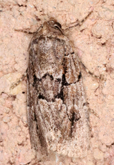 Sympistis infixa