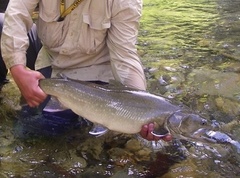 Salvelinus confluentus