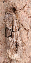 Sympistis infixa