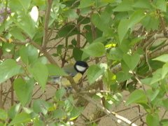 Parus major