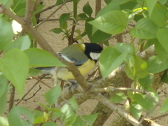 Parus major