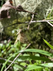 Enchoria lacteata
