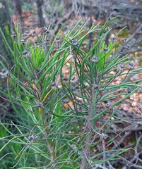 Euryops tenuissimus
