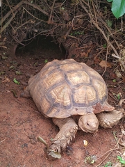 Centrochelys sulcata