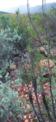 Euryops tenuissimus