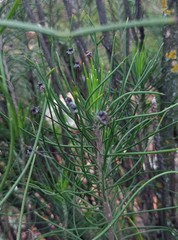Euryops tenuissimus