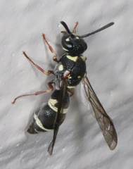 Parancistrocerus minimoferus