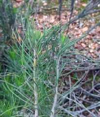Euryops tenuissimus