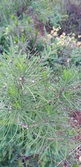 Euryops tenuissimus