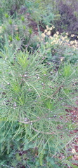 Euryops tenuissimus