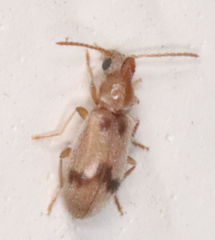 Notoxus monodon