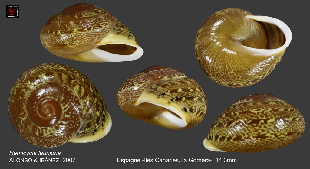 Hemicycla laurijona